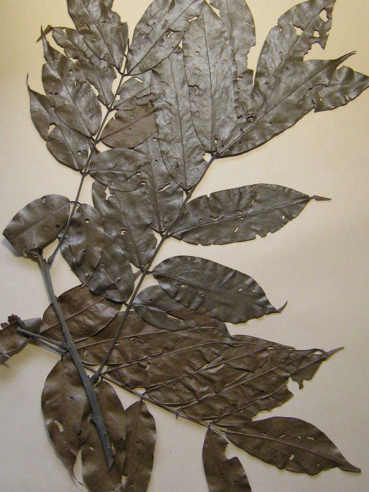 Ormosia melanocarpa other