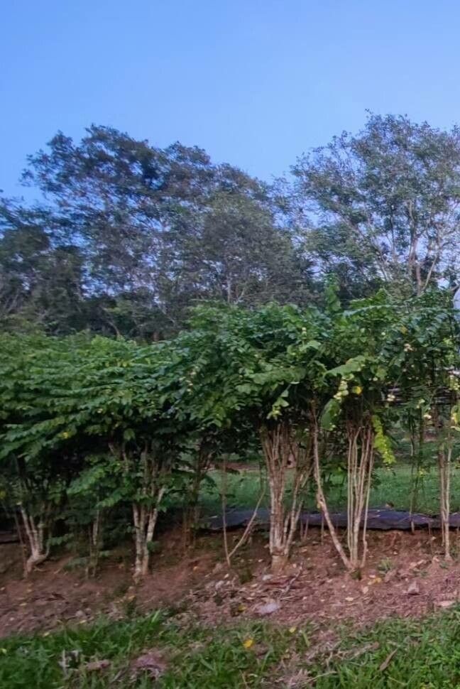 Breynia androgyna habit