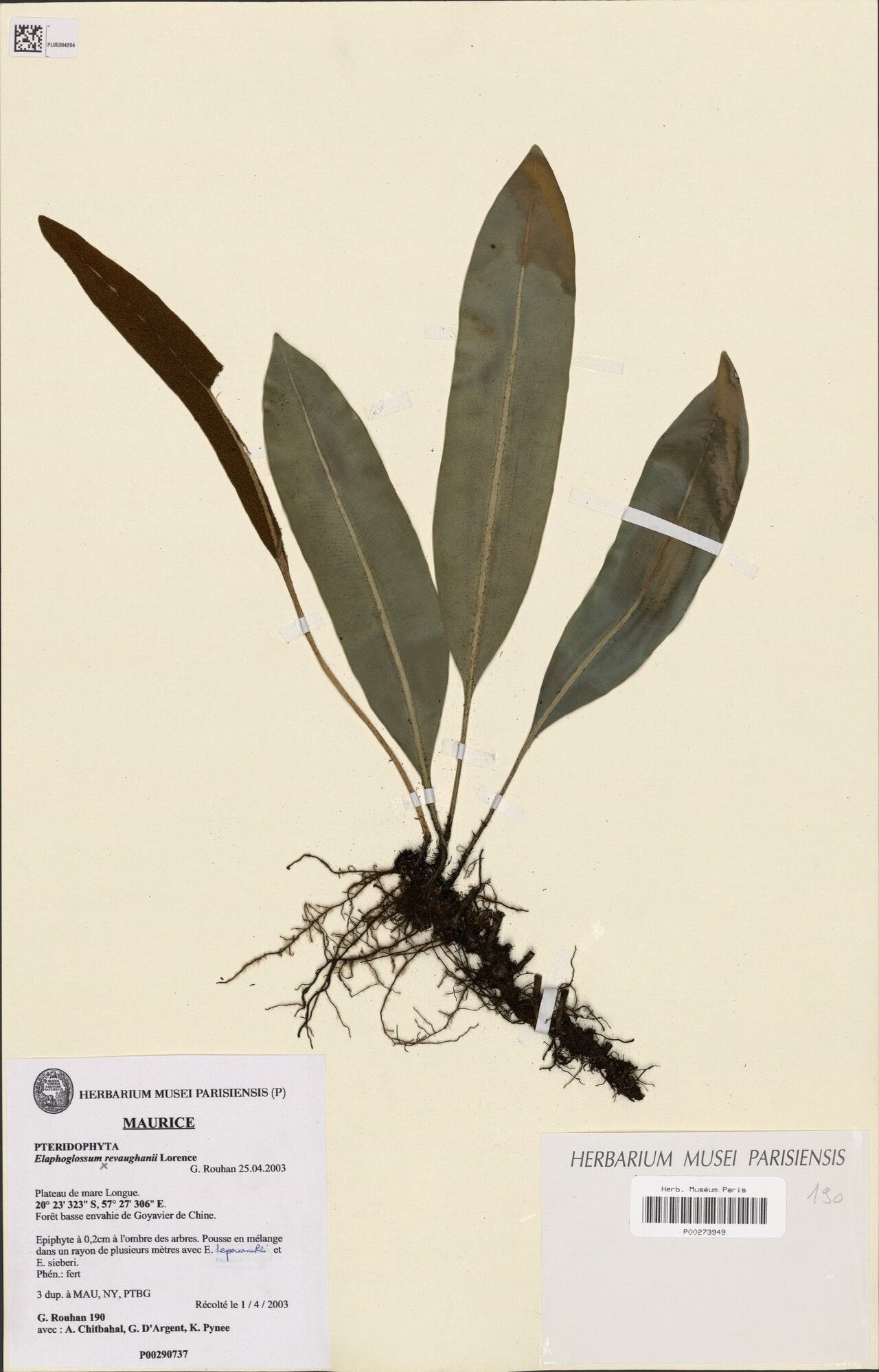 Elaphoglossum × revaughanii — houseplant care guide