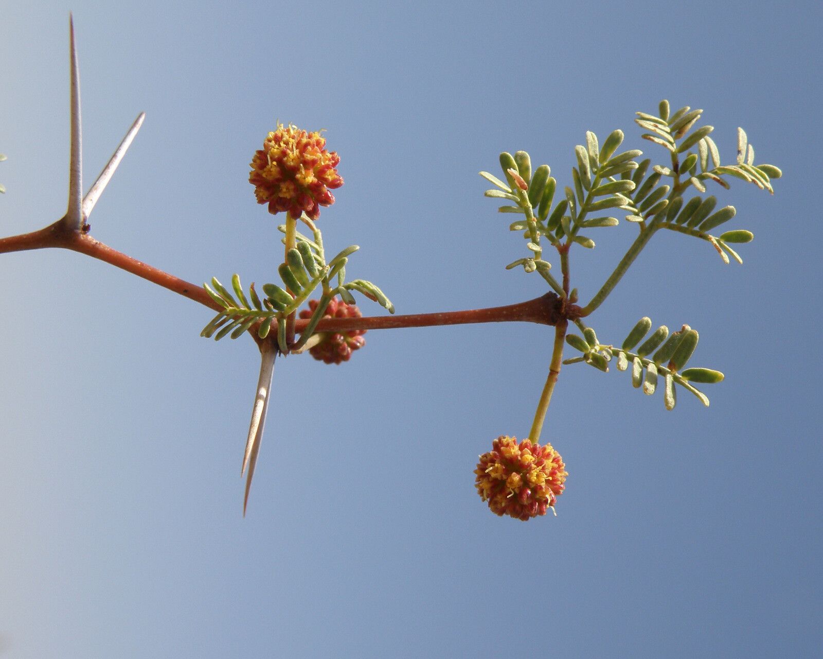 Selaginella jacquemontii — houseplant care guide