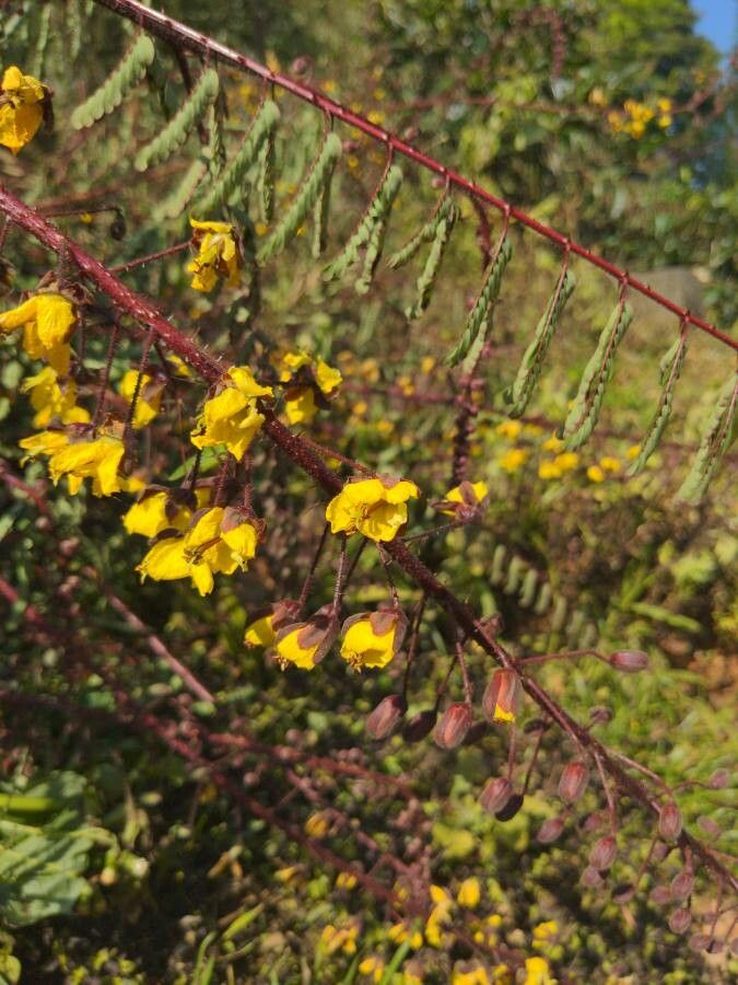Caesalpinia decapetala flower