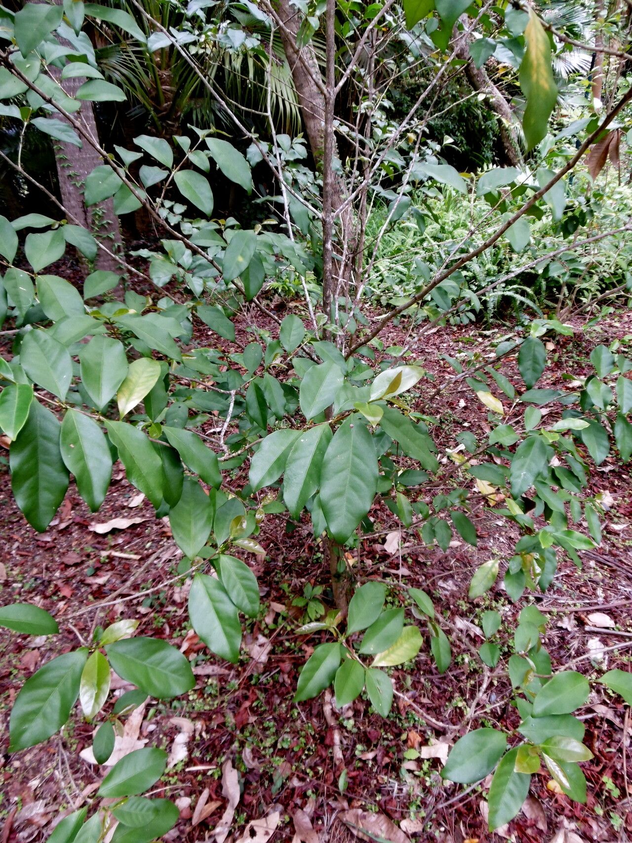 Coffea pseudozanguebariae habit