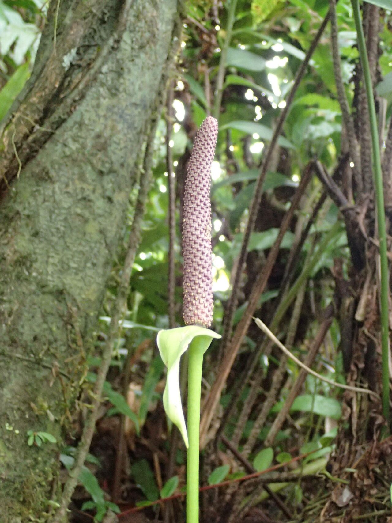 Anthurium cordatum flower