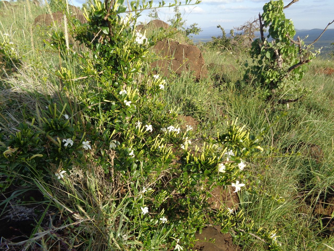 Turraea mombassana habit