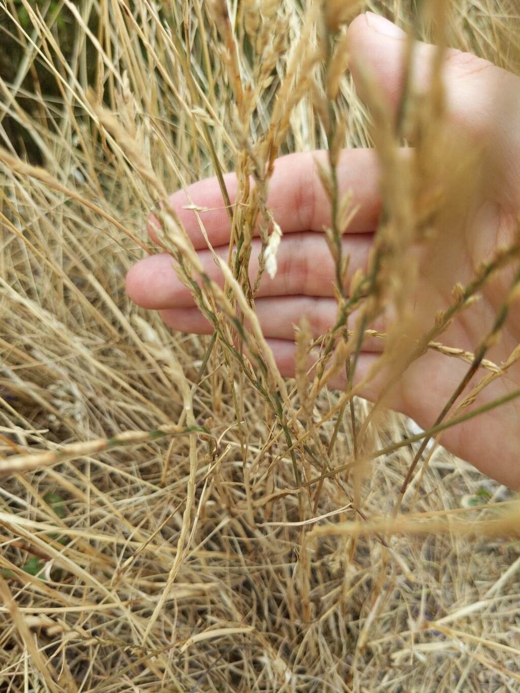 Melica frutescens leaf