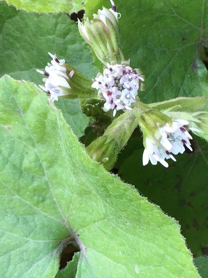Petasites fragrans flower