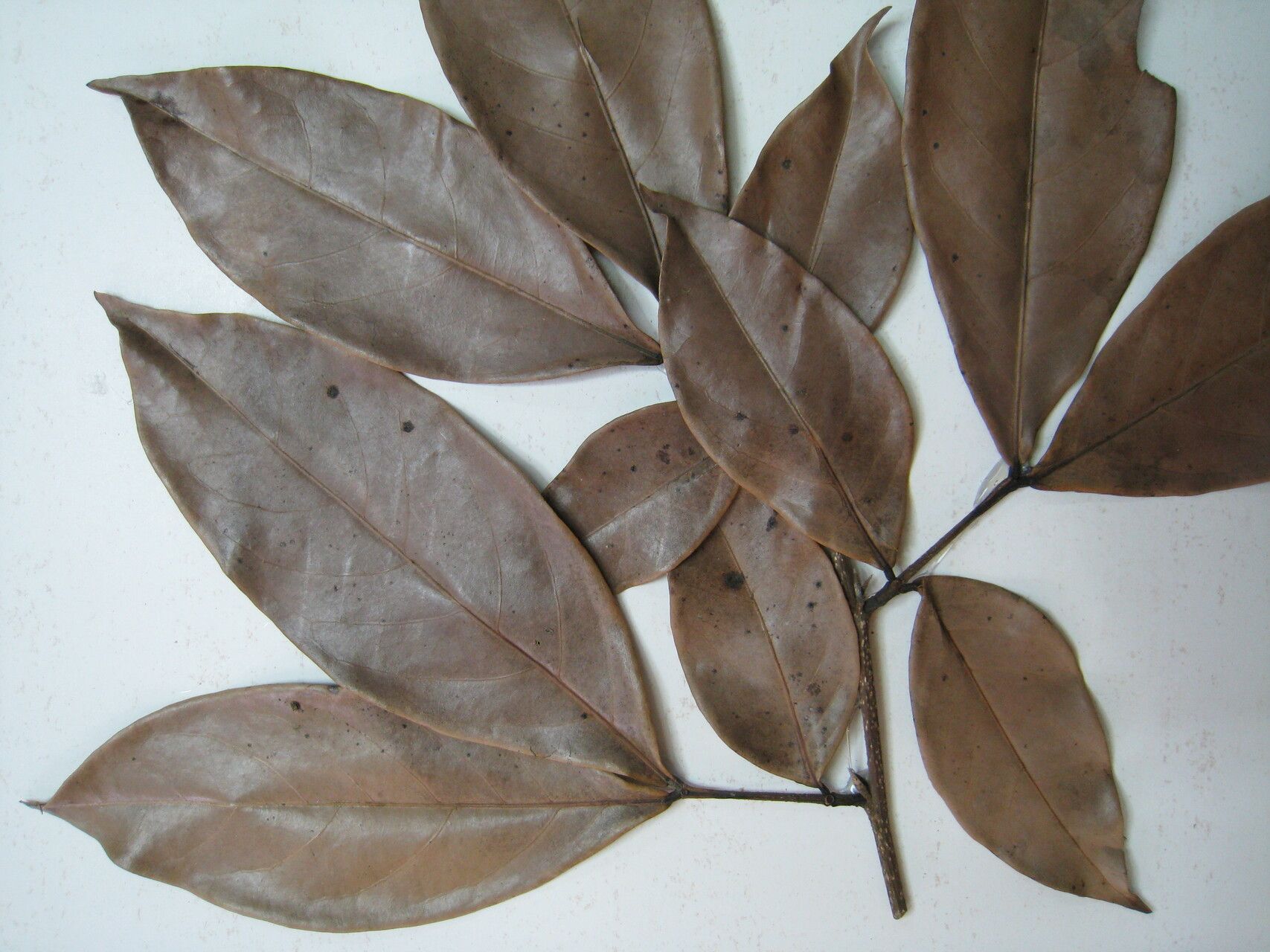 Inga sertulifera — search result for 'Inga'