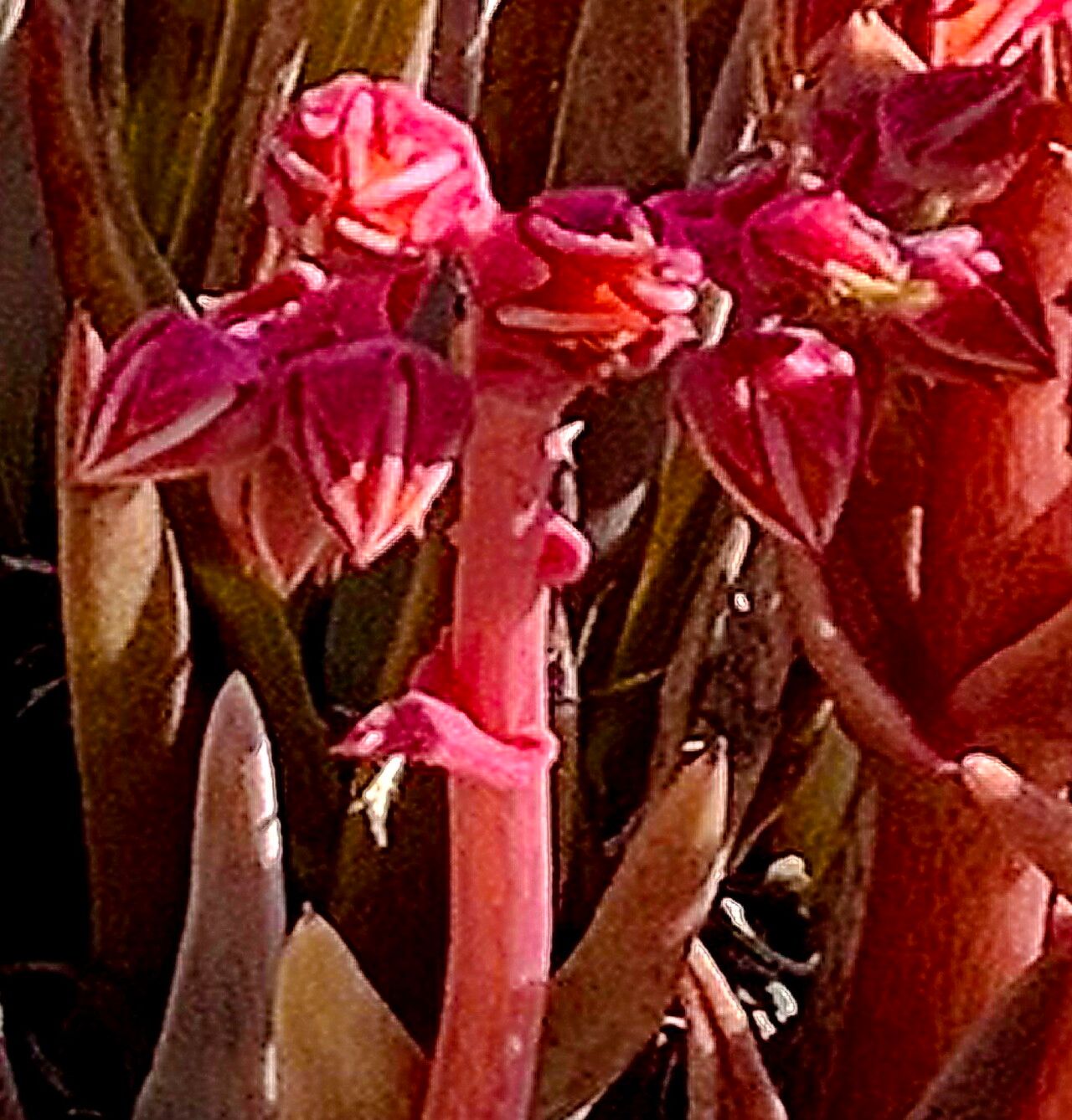 Dudleya saxosa — search result for 'Dudleya'