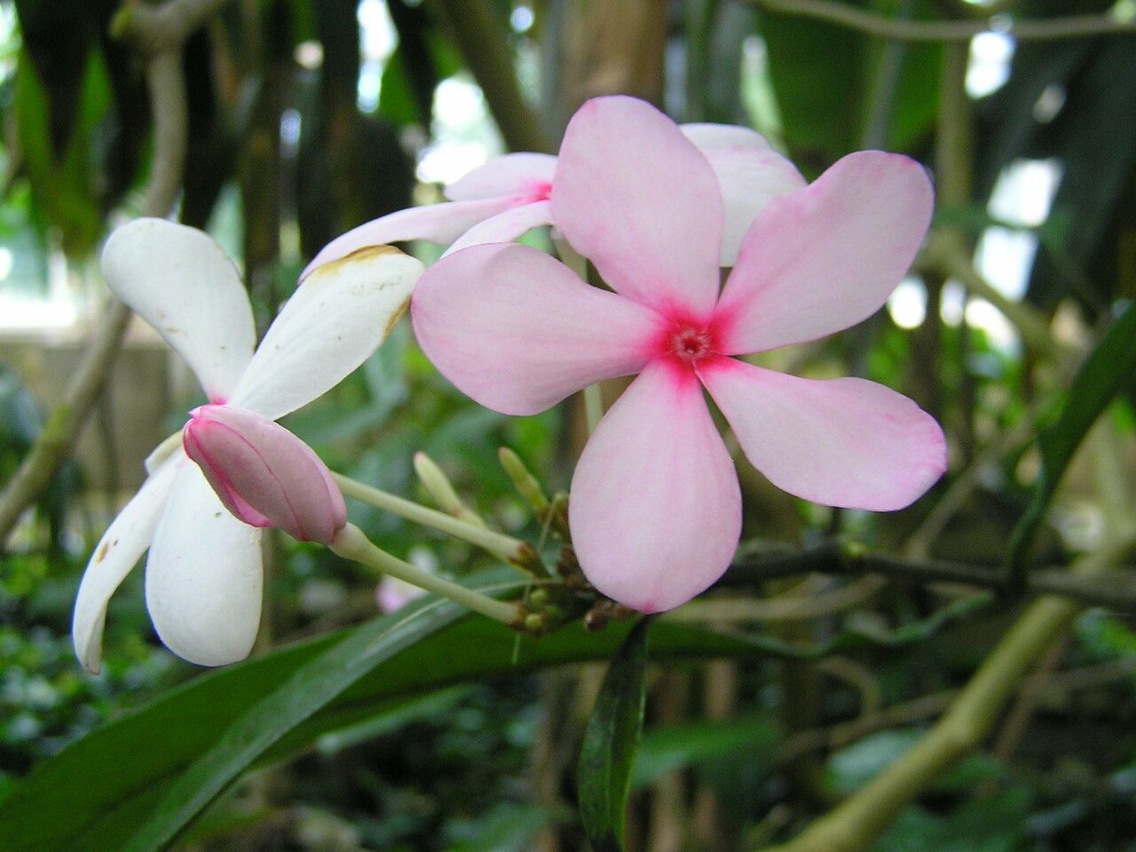 Kopsia fruticosa flower
