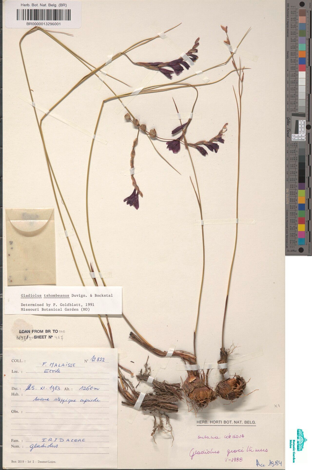 Gladiolus tshombeanus — houseplant care guide