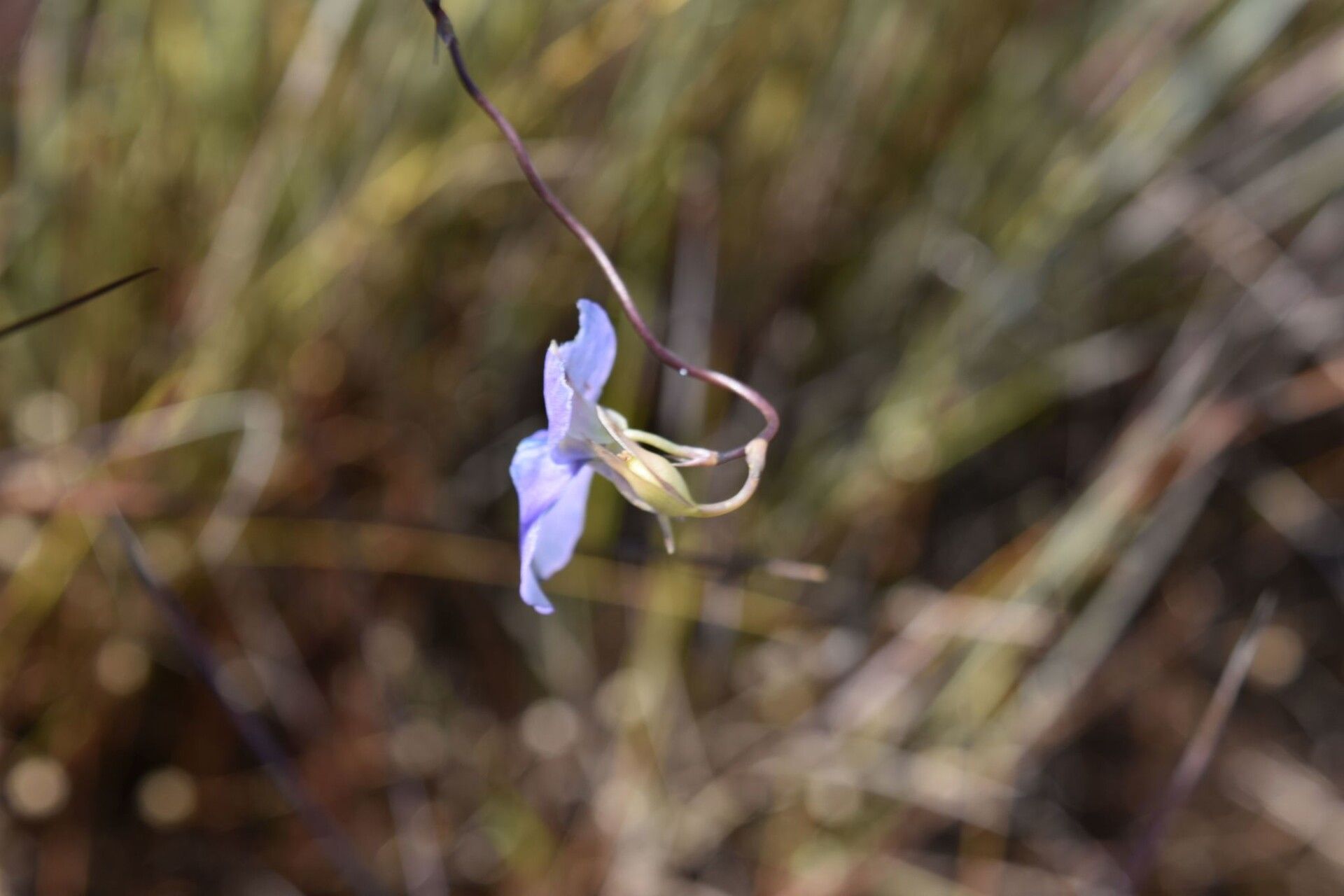 Utricularia spiralis flower