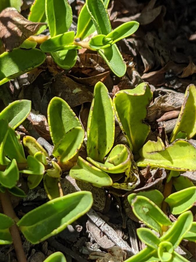 Veronica allionii leaf