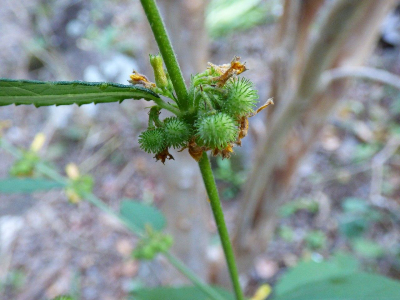 Triumfetta pentandra fruit
