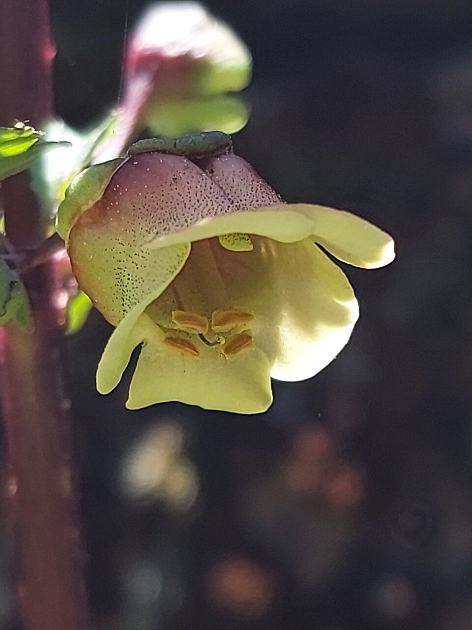 Scrophularia trifoliata flower