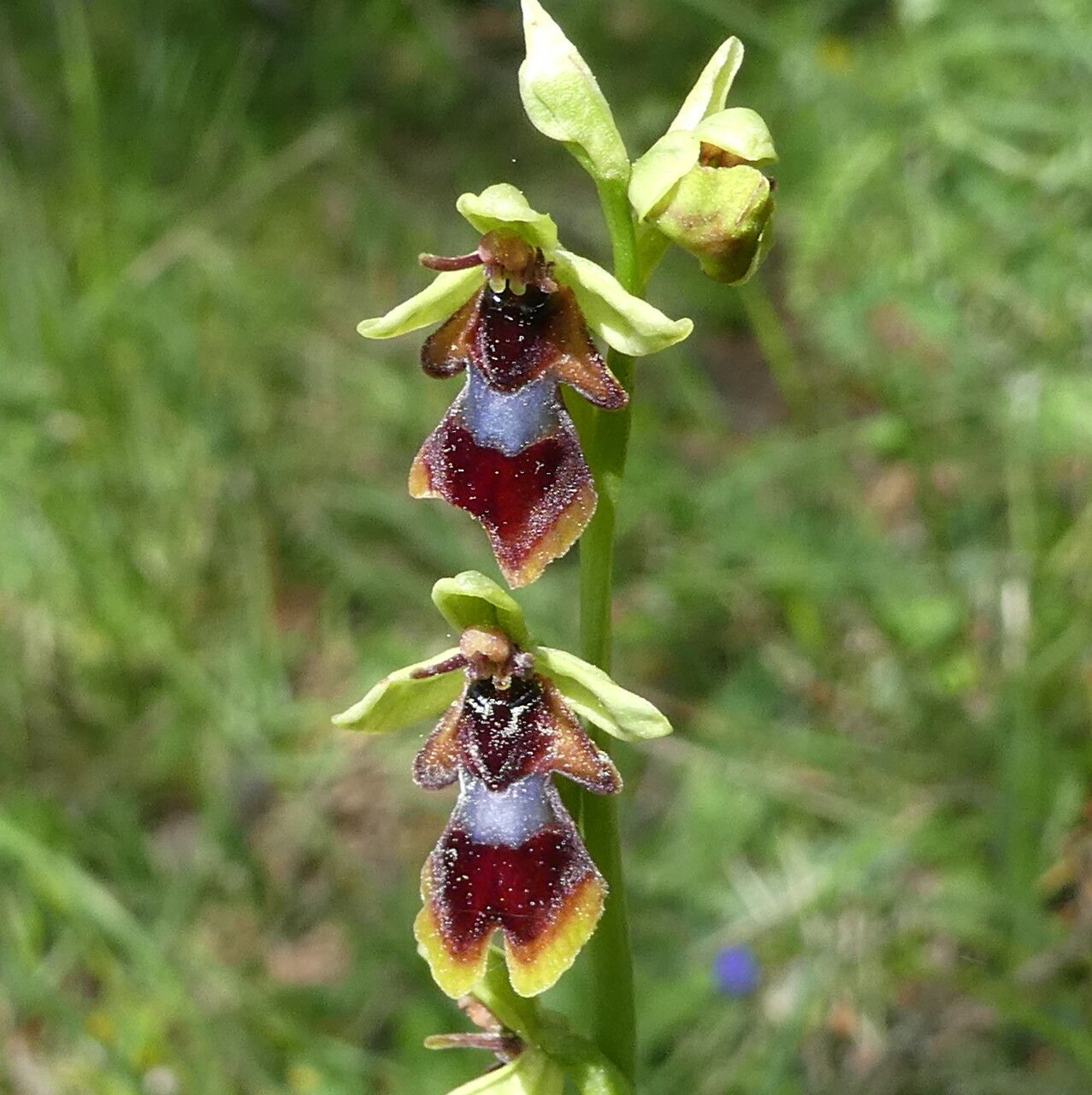 Ophrys subinsectifera flower