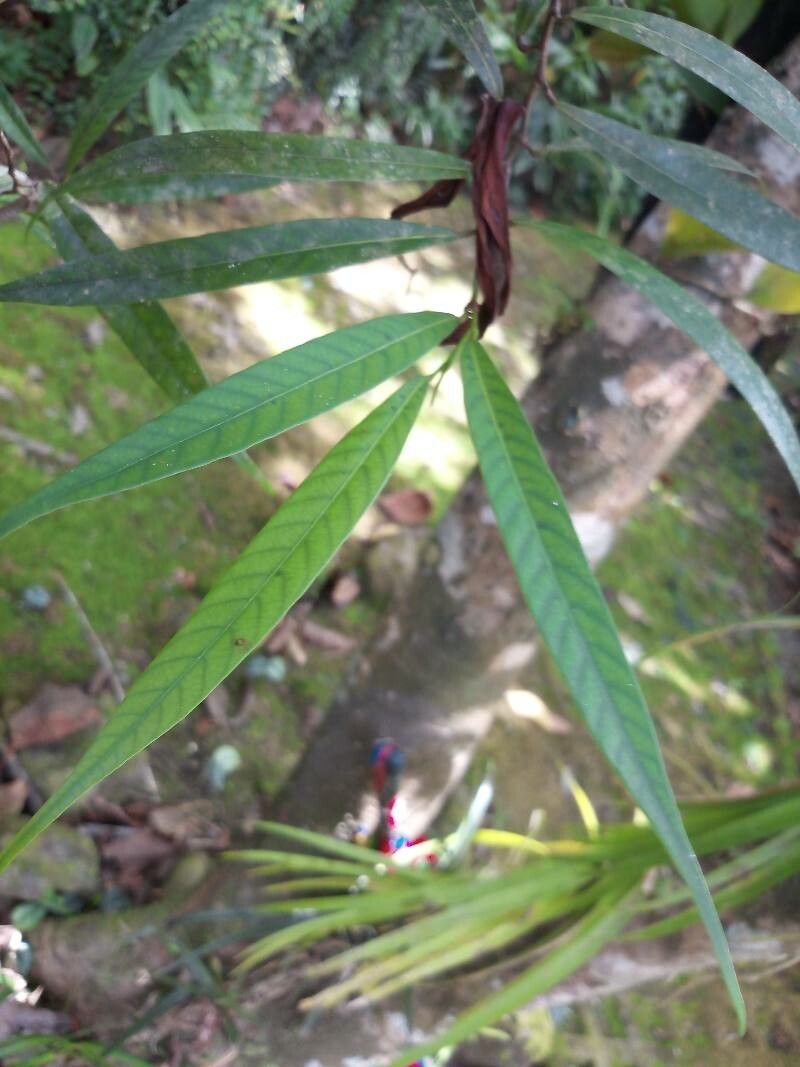 Dipterocarpus oblongifolius leaf