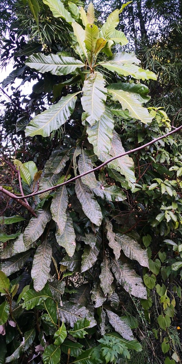Magnolia rostrata leaf
