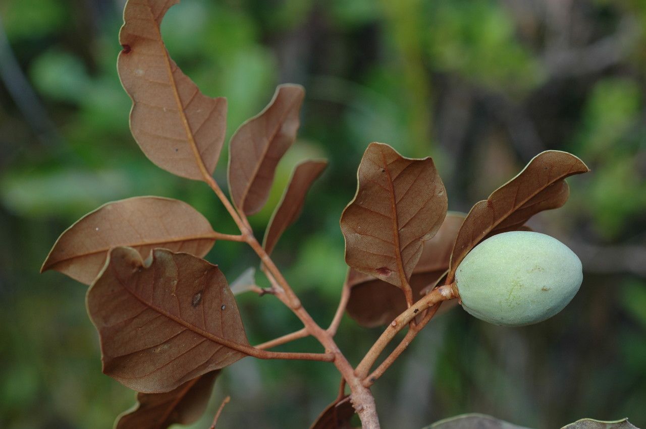 Canarium oleiferum fruit