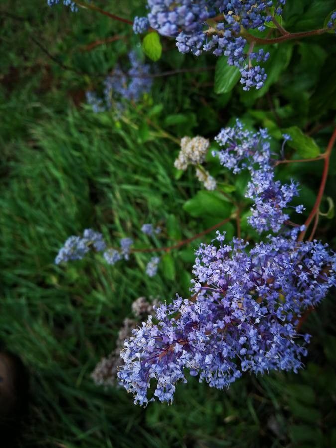 Ceanothus lemmonii flower