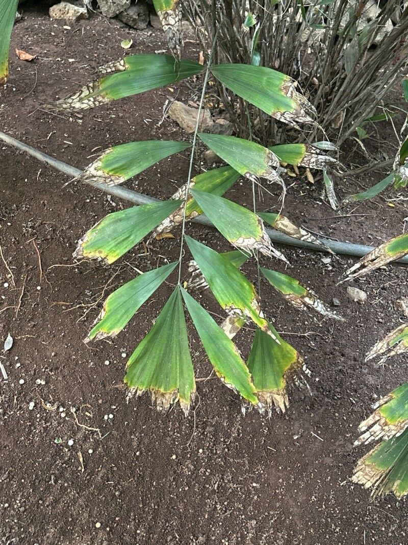 Arenga caudata — related species from the same genus