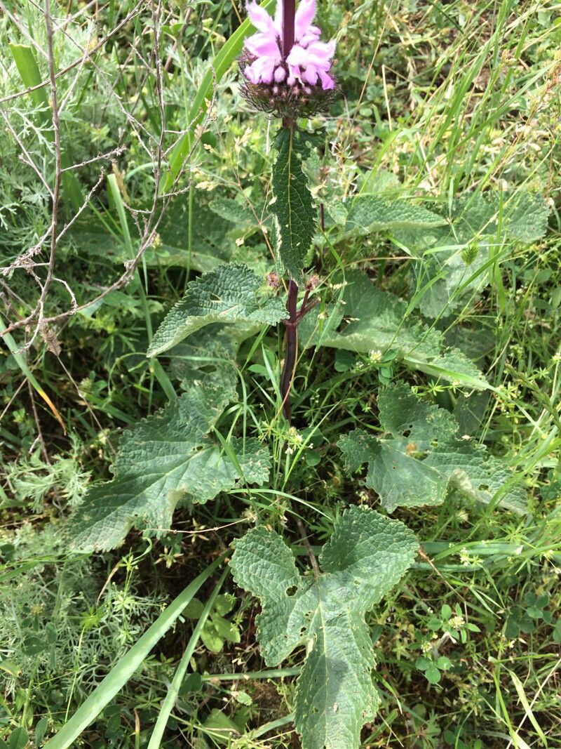 Phlomoides tuberosa leaf
