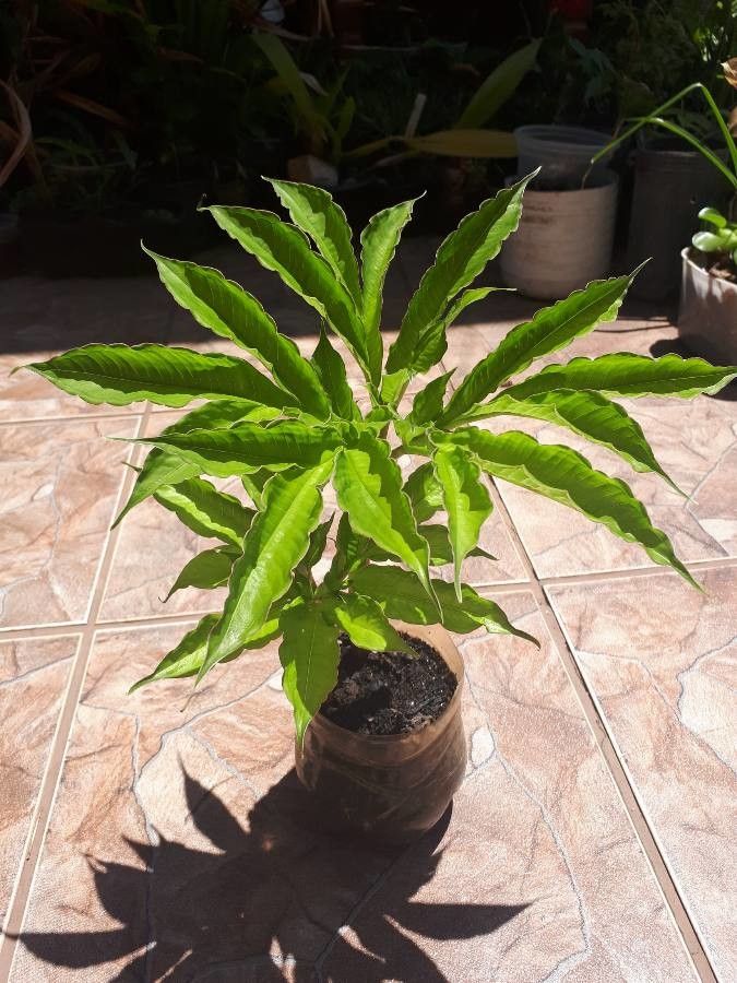 Amorphophallus bulbifer leaf