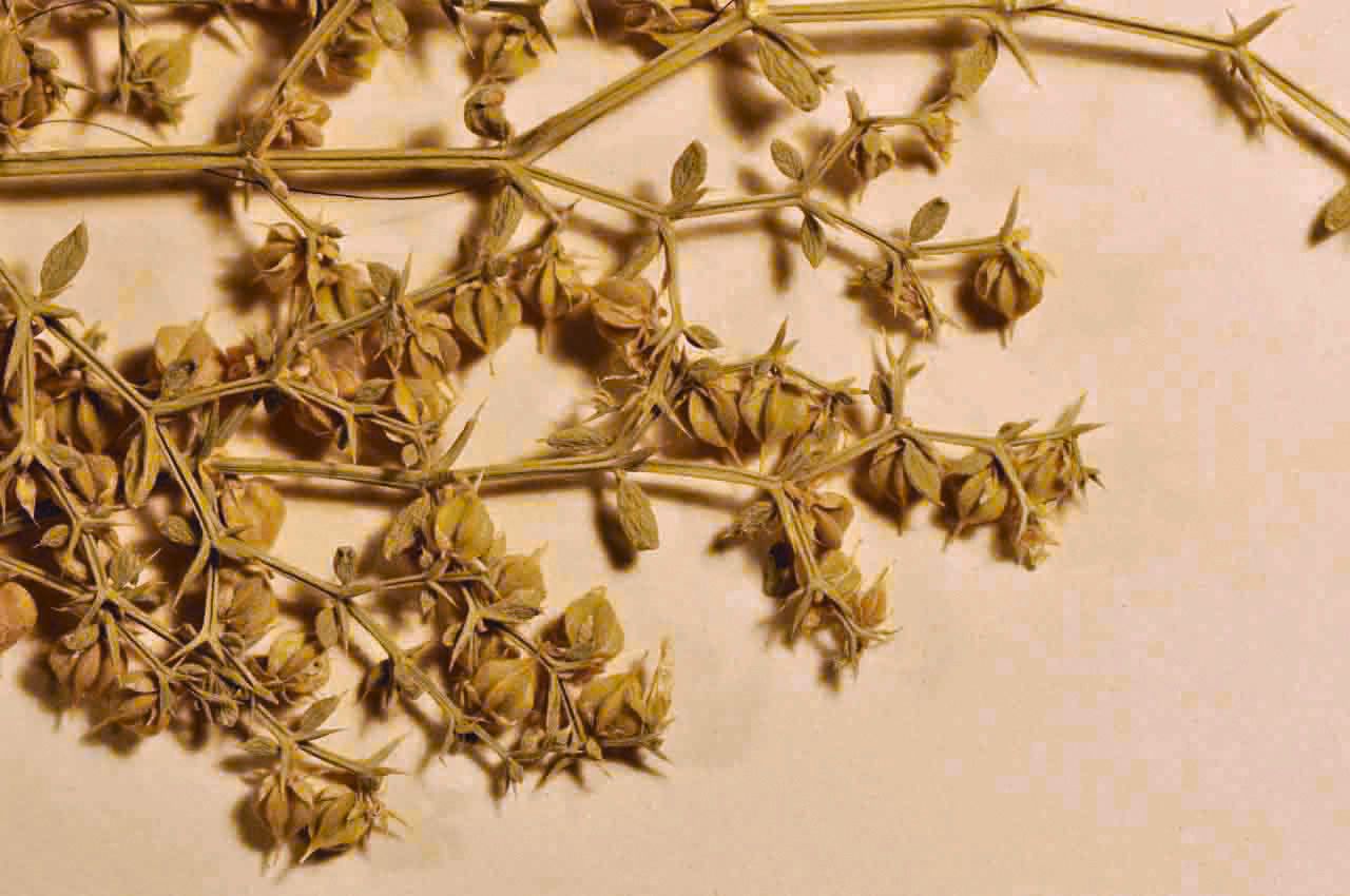 Zygophyllum bruguieri fruit