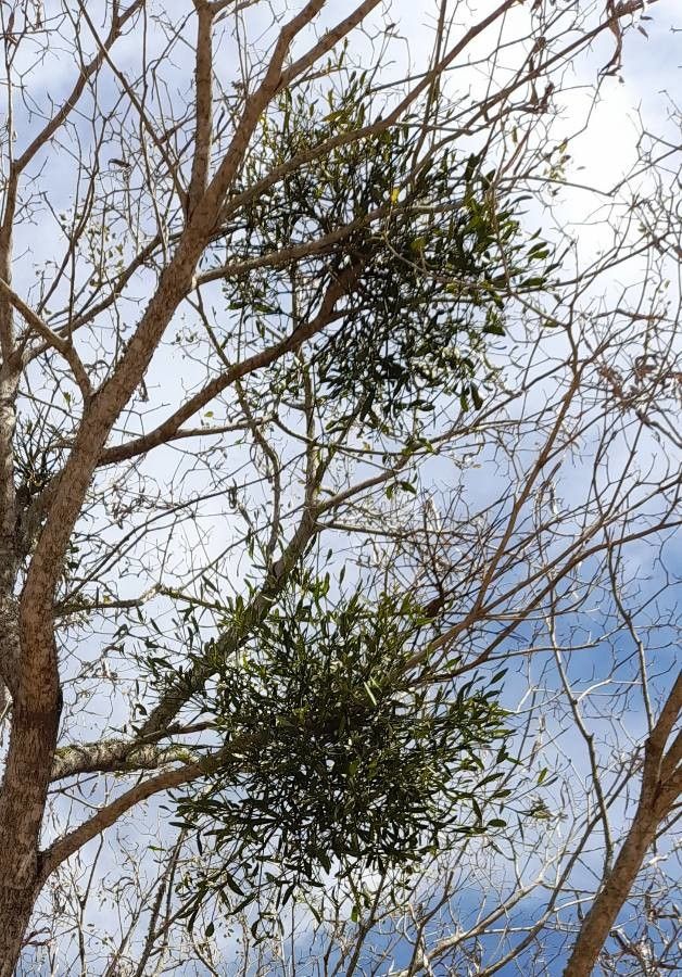 Phoradendron quadrangulare habit