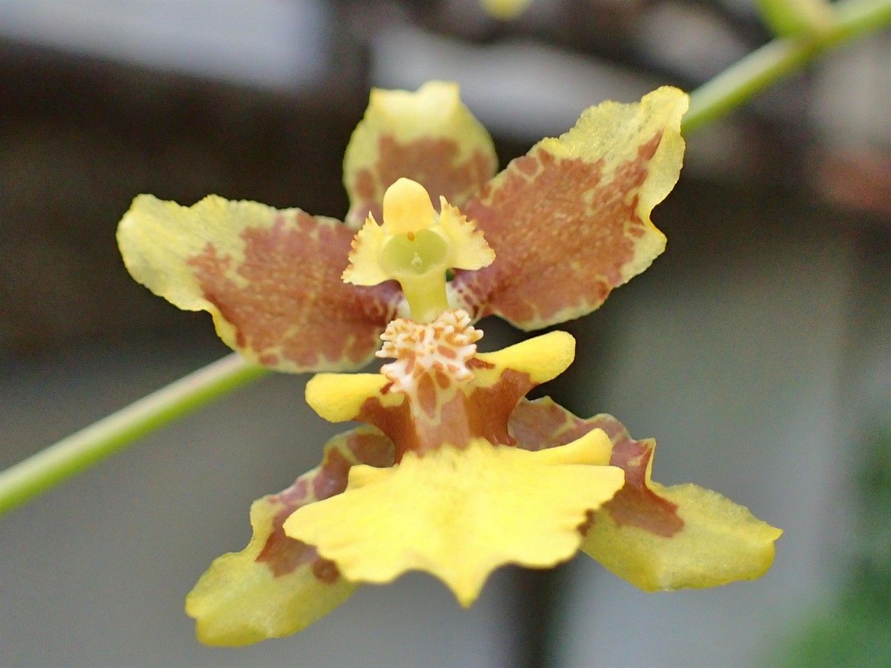 Oncidium leleui flower