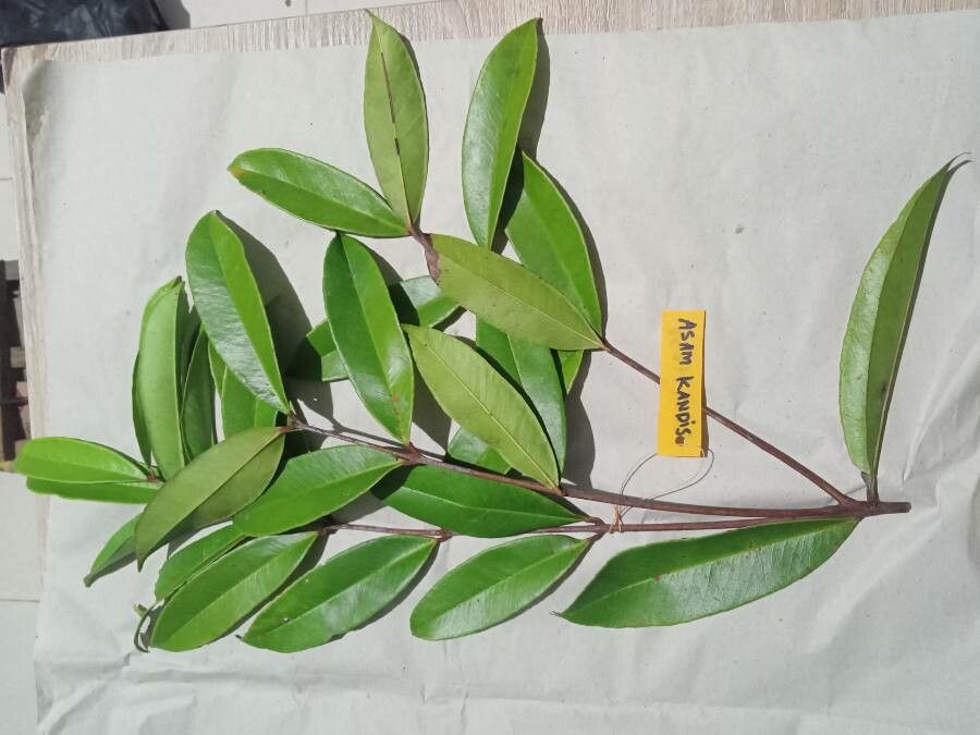 Garcinia balansae leaf