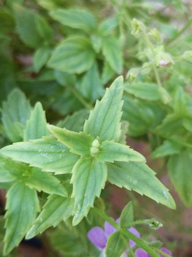 Linaria maroccana — search result for 'Morocco'