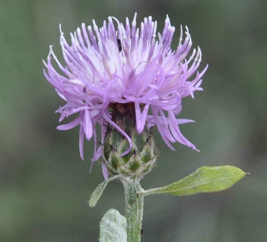 Centaurea cuneifolia — houseplant care guide