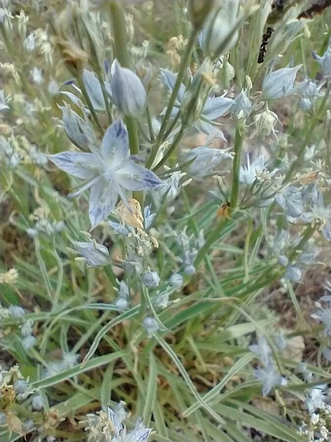 Frasera albicaulis — related species from the same genus