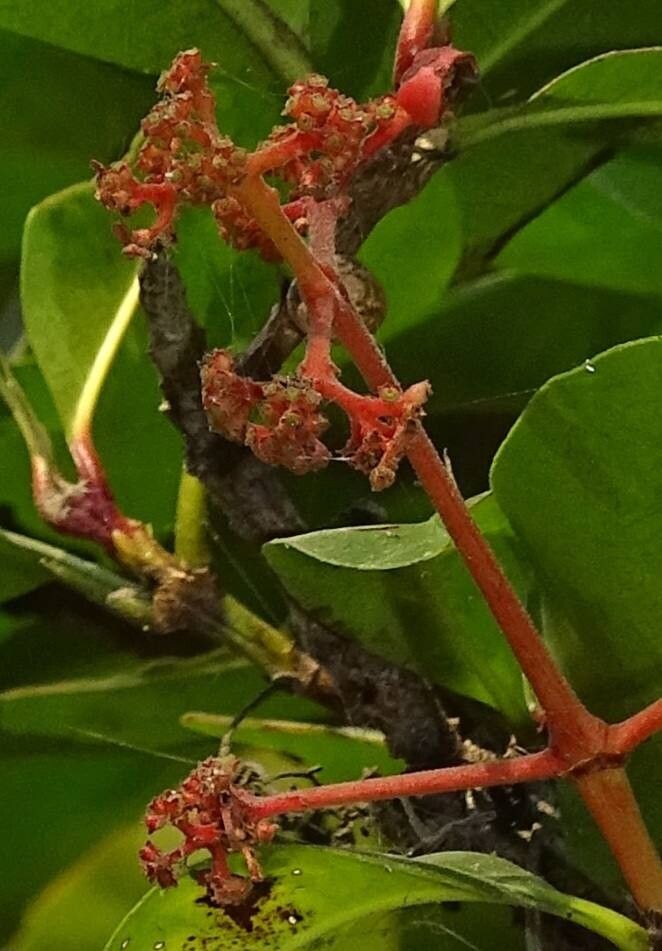 Ixora brachiata flower