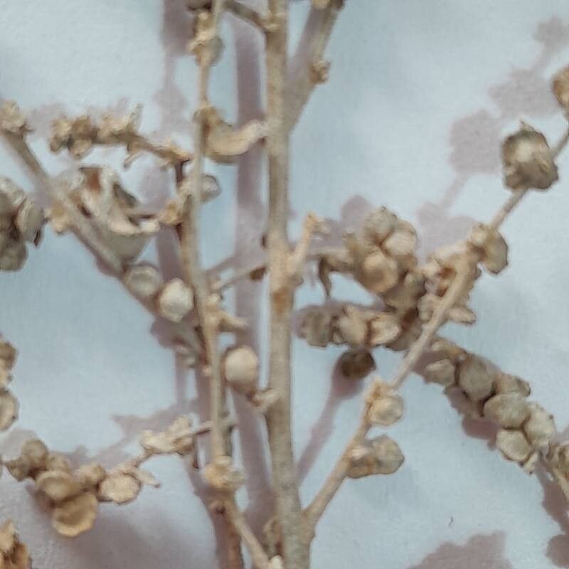 Atriplex sagittifolia leaf