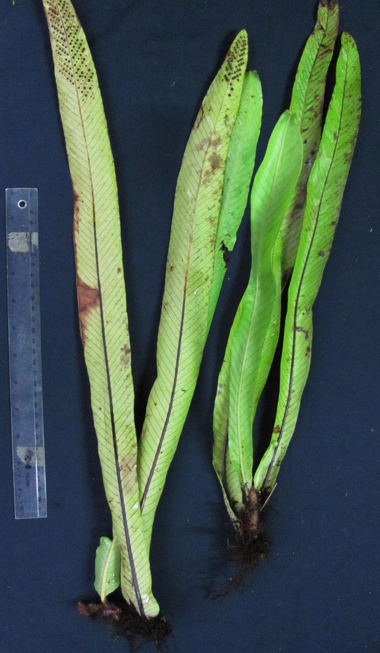 Niphidium nidulare — related species from the same genus