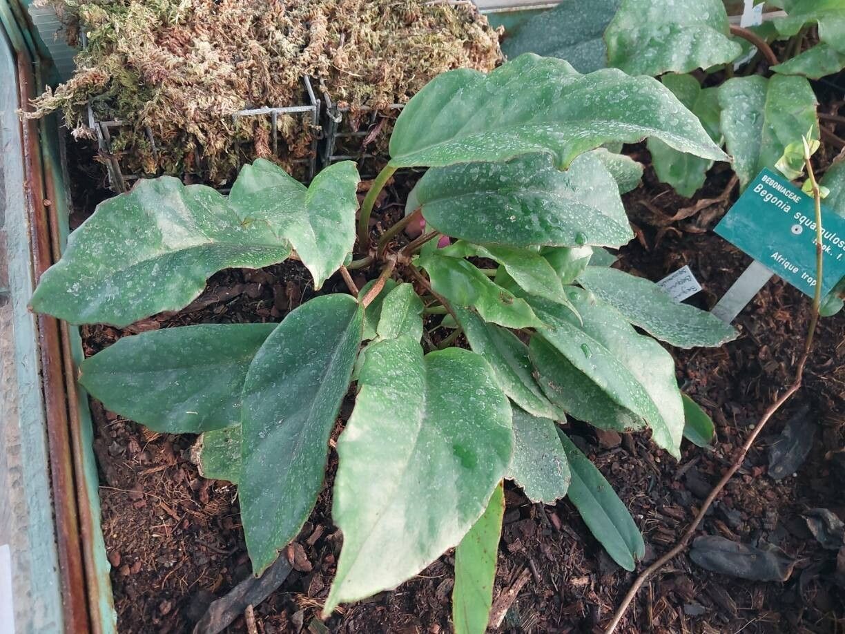 Begonia squamulosa habit
