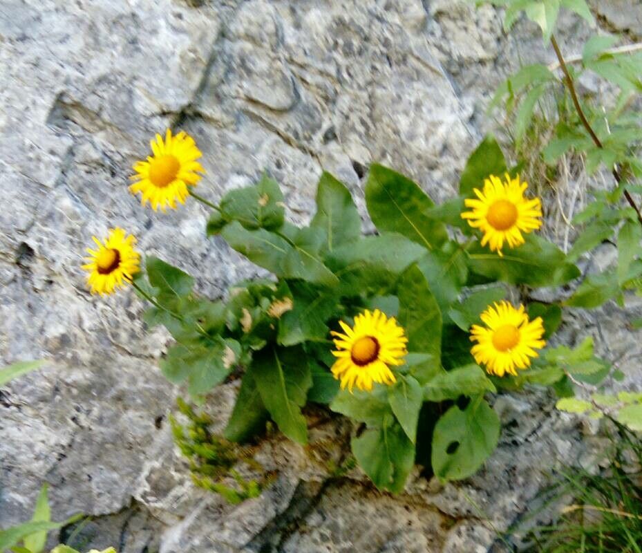 Telekia speciosissima habit