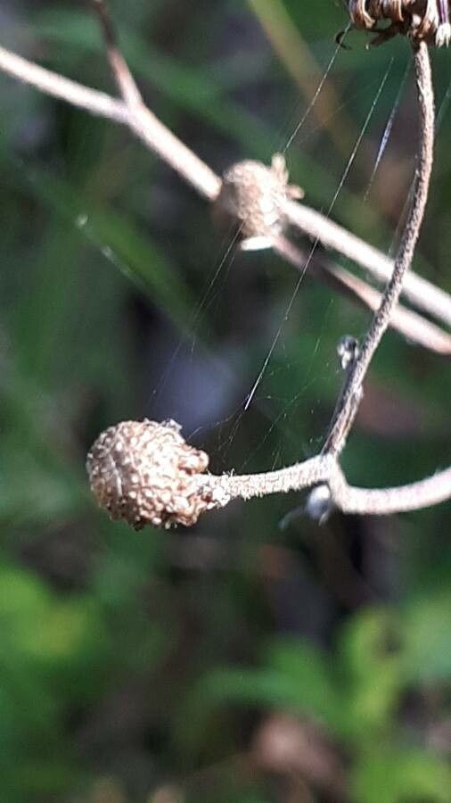 Hieracium maculatum fruit