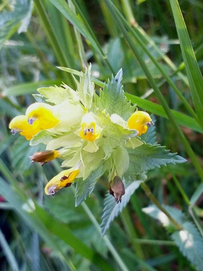 Rhinanthus alectorolophus flower