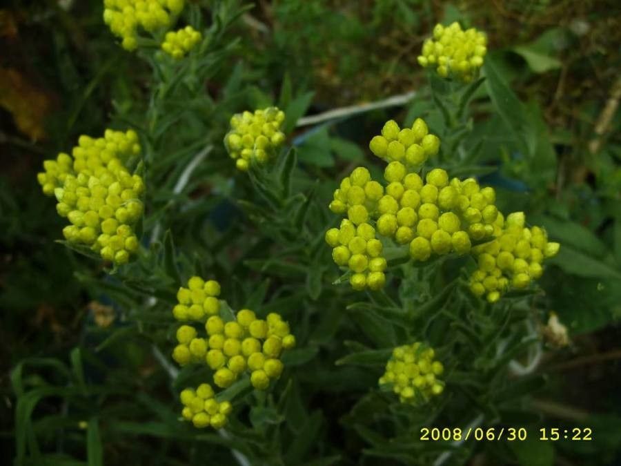 Pseudognaphalium affine flower