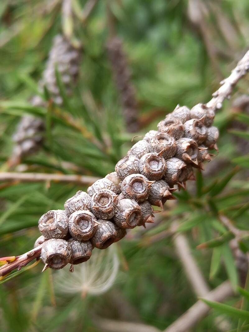 Callistemon linearis fruit