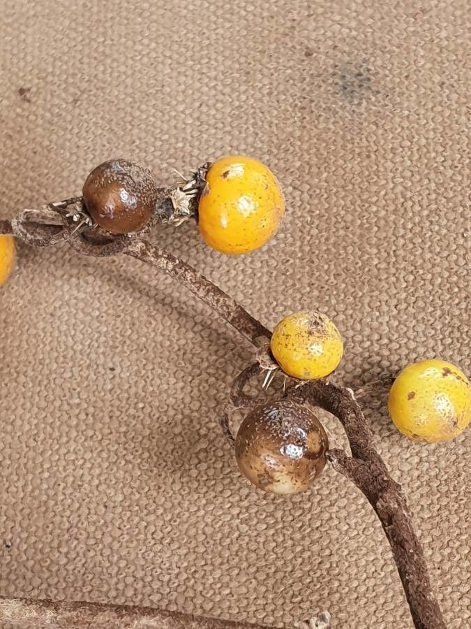 Solanum coagulans fruit
