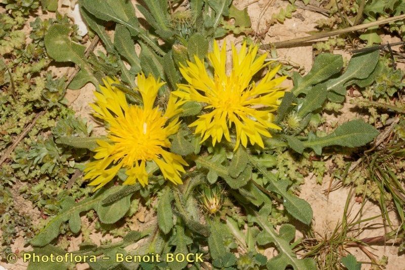 Centaurea involucrata habit