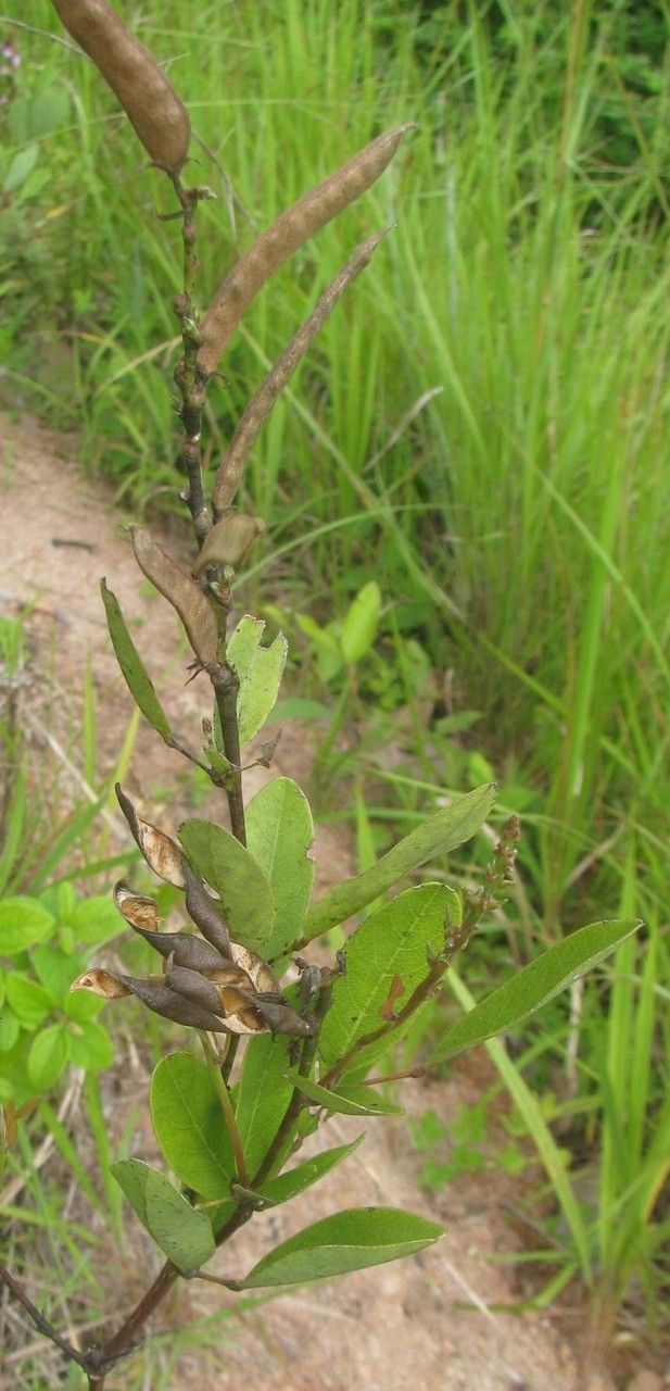 Galactia glaucescens habit