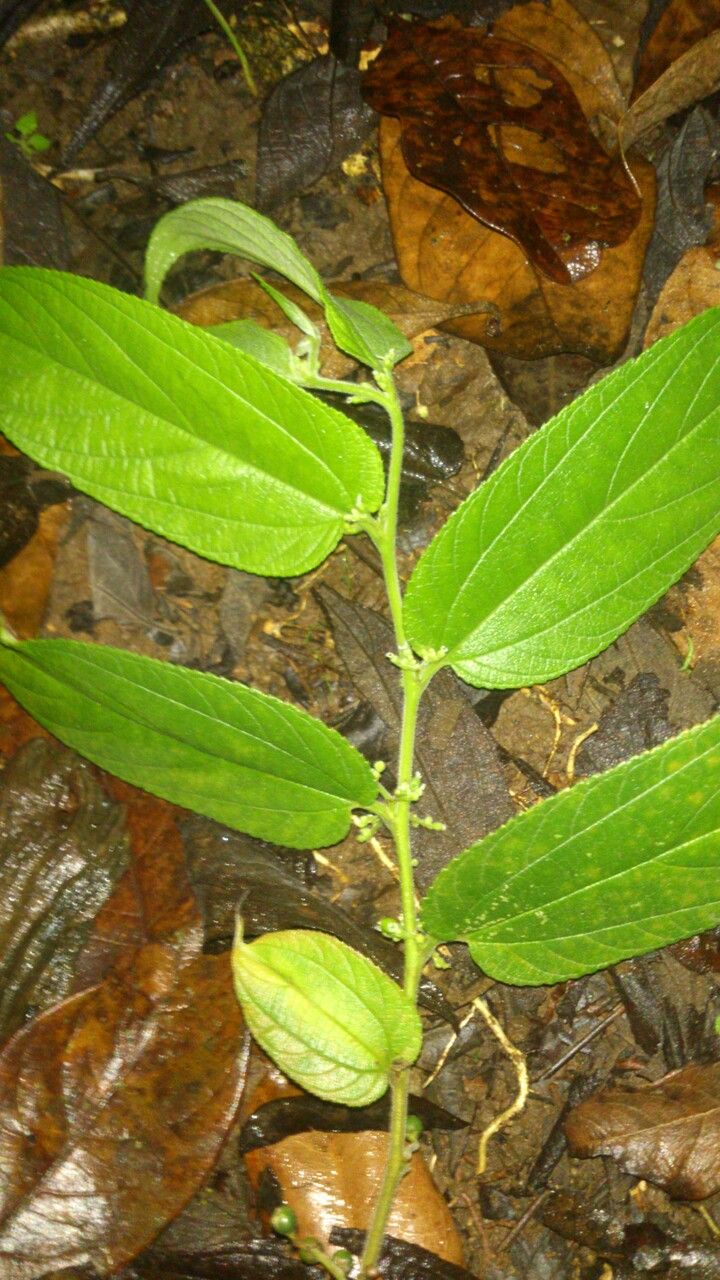 Trema micrantha — search result for 'Cuba'