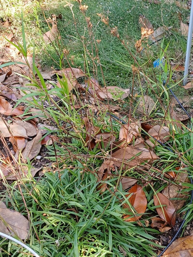Silene yunnanensis habit