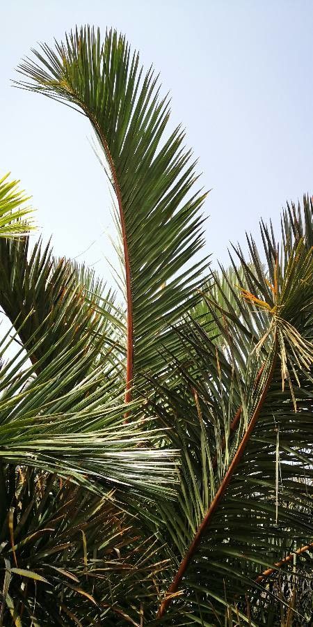 Raphia australis leaf