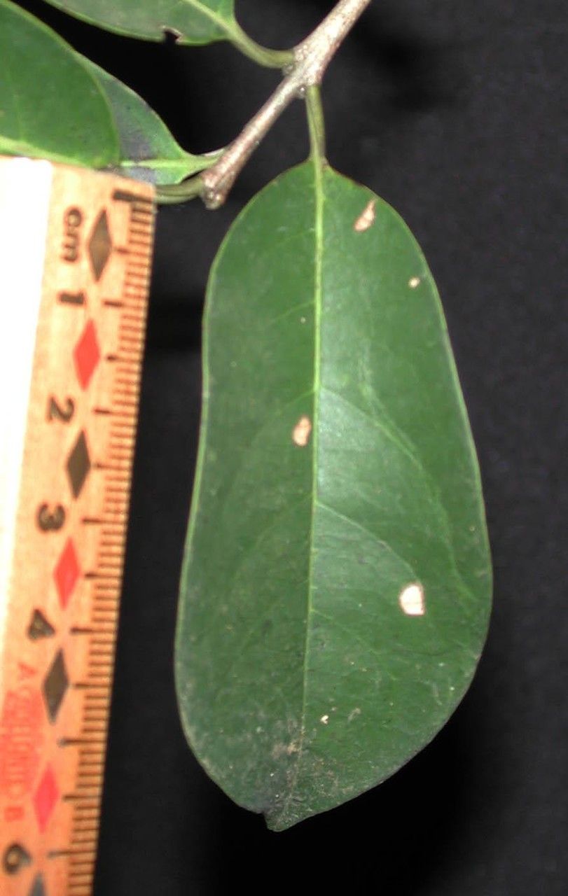 Ilex ramonensis leaf