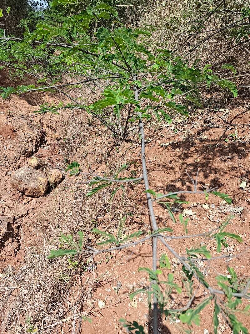 Dalbergia horrida habit